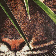 Hidden Tiger Diamond Painting close-up of a tiger's face partially hidden by grass.