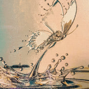 Emergence Butterfly Diamond Painting